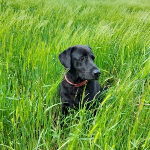Murphy (1)